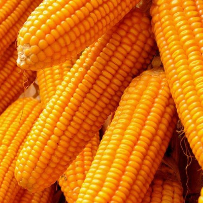 Maize
